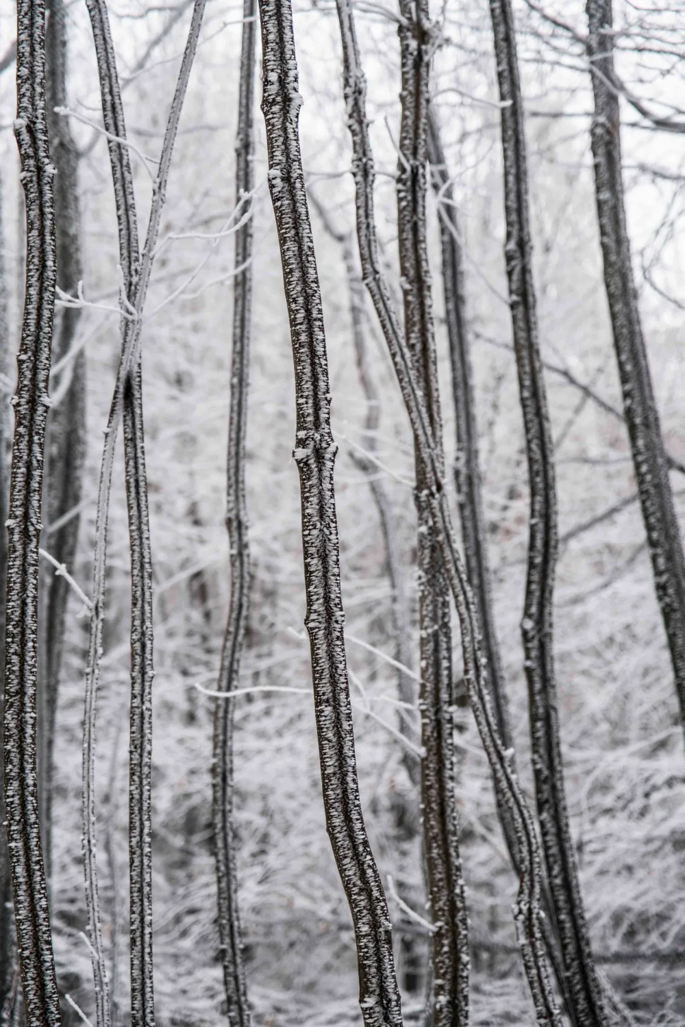 Krajinárska fotografia zo západného Slovenska – autorský záber na plátno
